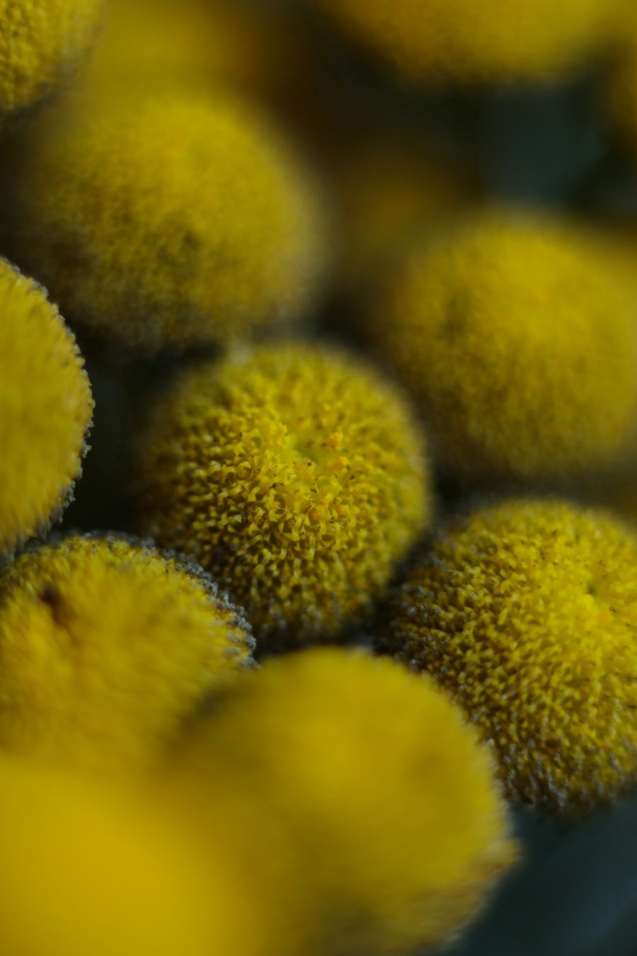 fiori di elicriso, piante officinali della Sardegna, ingredienti botanici cosmetici Neula